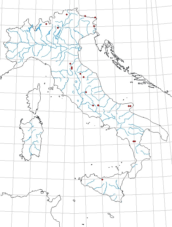 Elateridae:  Stenagostus rhombeus